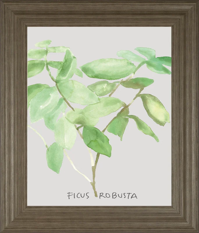 Ficus Robusta By Katrien Soeffers - Framed Print Wall Art - Green