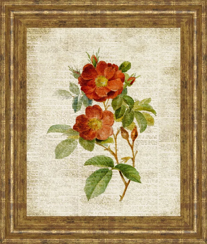 Roses On Newsprint Il By Lanie Loreth - Framed Print Wall Art - Beige